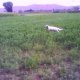 <h1 style="font-size: 12px"><font color="#333333"><em>Setter in Ferma su Quaglia di nome "Fauno" abilmente guidato dal suo compagno di caccia Francesco R.</em></font></h1>
